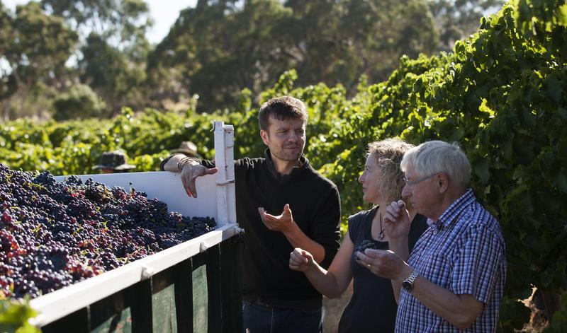 Bethany Wines 2022 Vintage Report